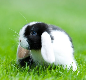 Haustier Kosten Kaninchen_Bild von Kaninchen